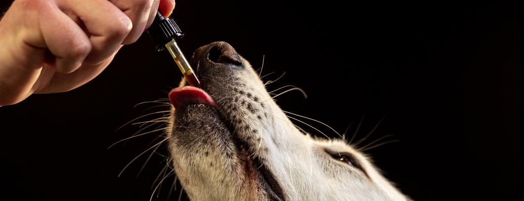 Huile de CBD pour chiens